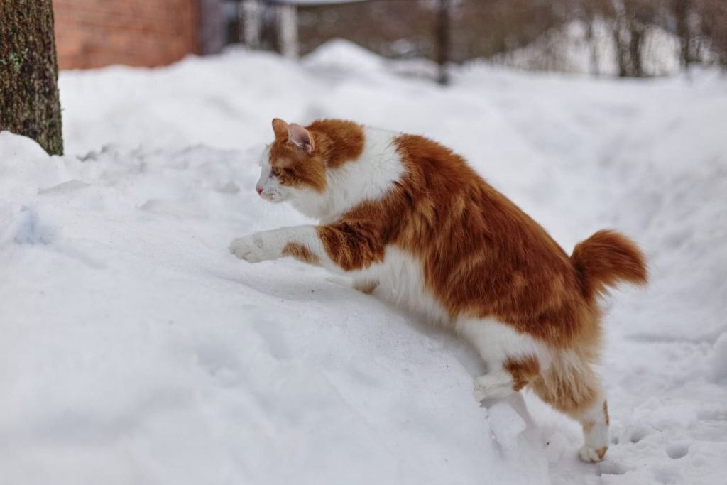 cutest cat american