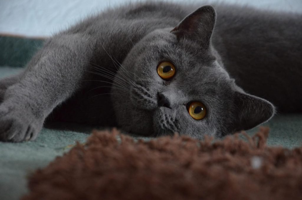 black cat breeds