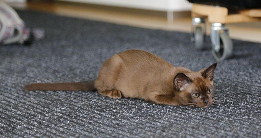 affectionate cate breed and best mouser cats