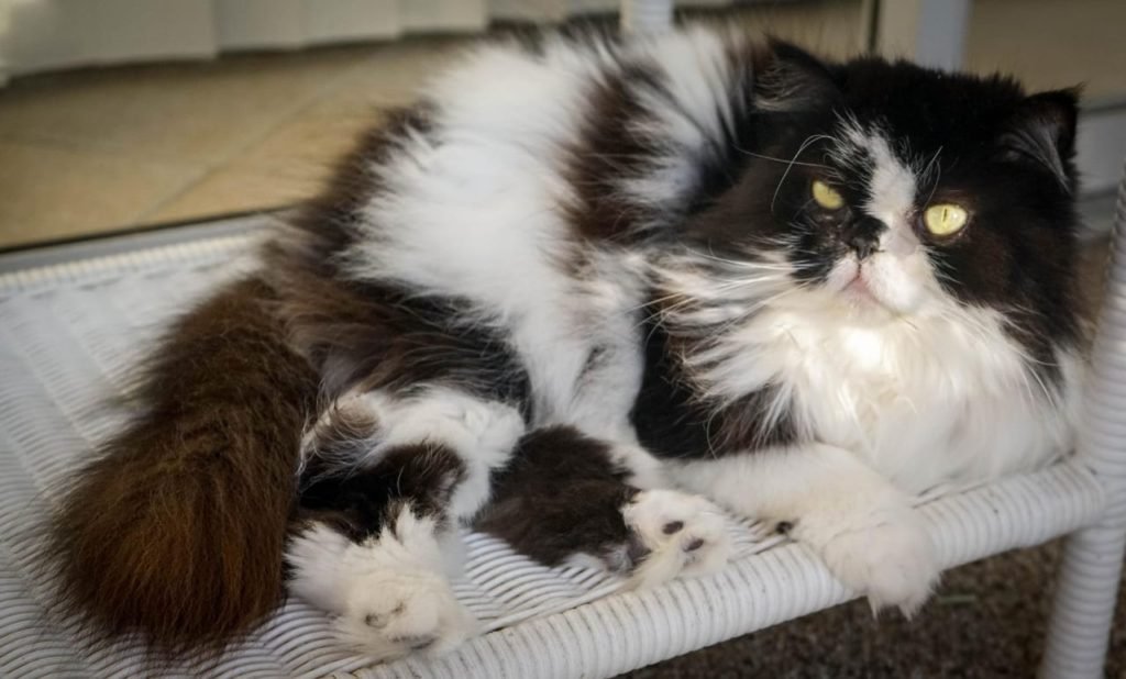 top 6 long hair cat breeds