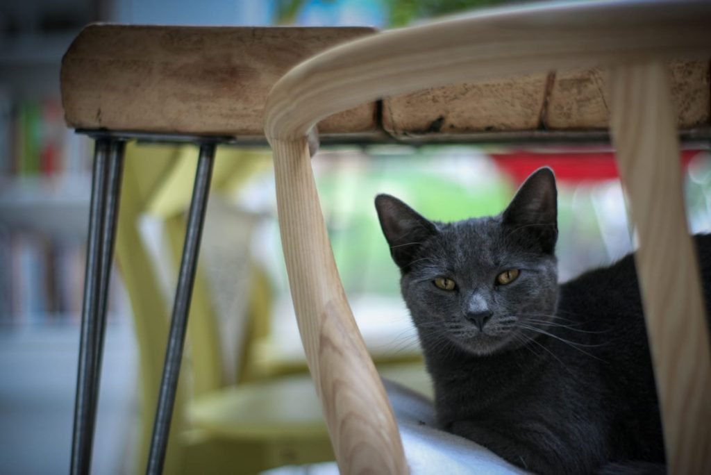 kora cat