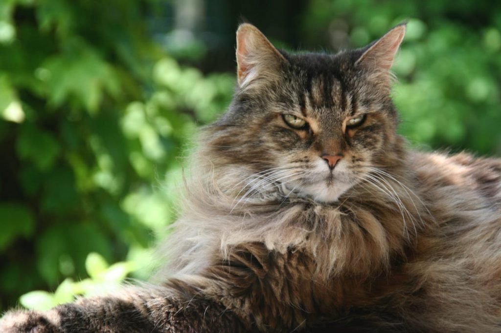 7 gorgeous cute cat breeds and LARGEST DOMESTIC CAT BREEDS