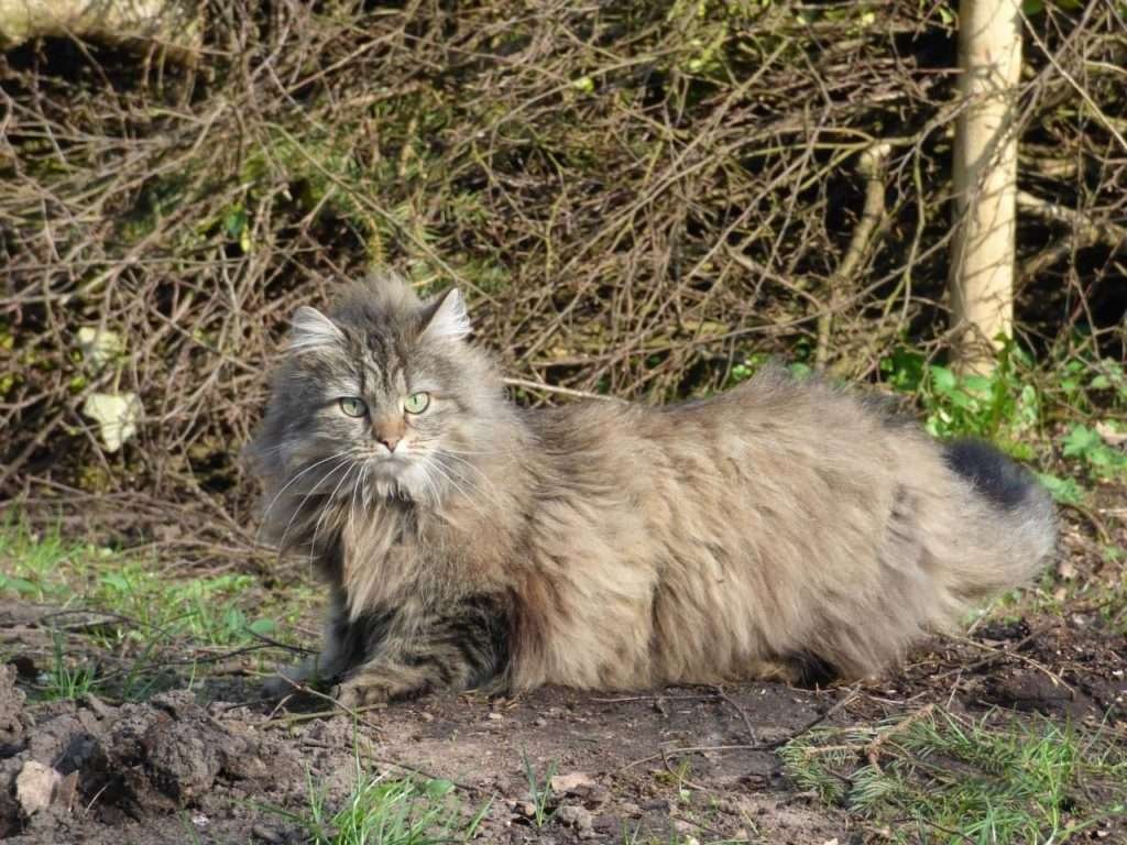 LARGEST DOMESTIC CAT BREEDS