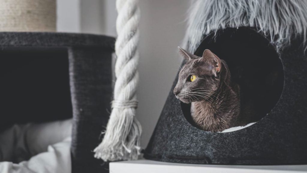 blue grey cat breeds