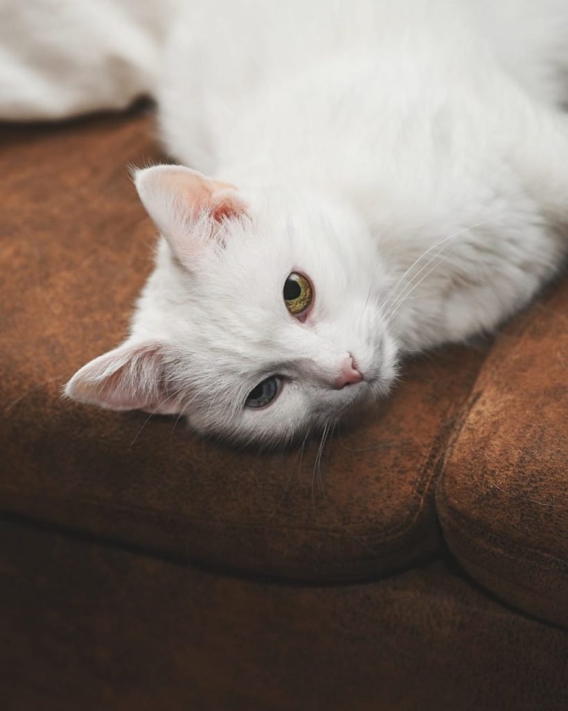 does cats have 9 lives