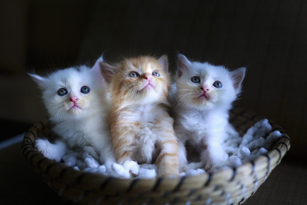 most common cat breeds