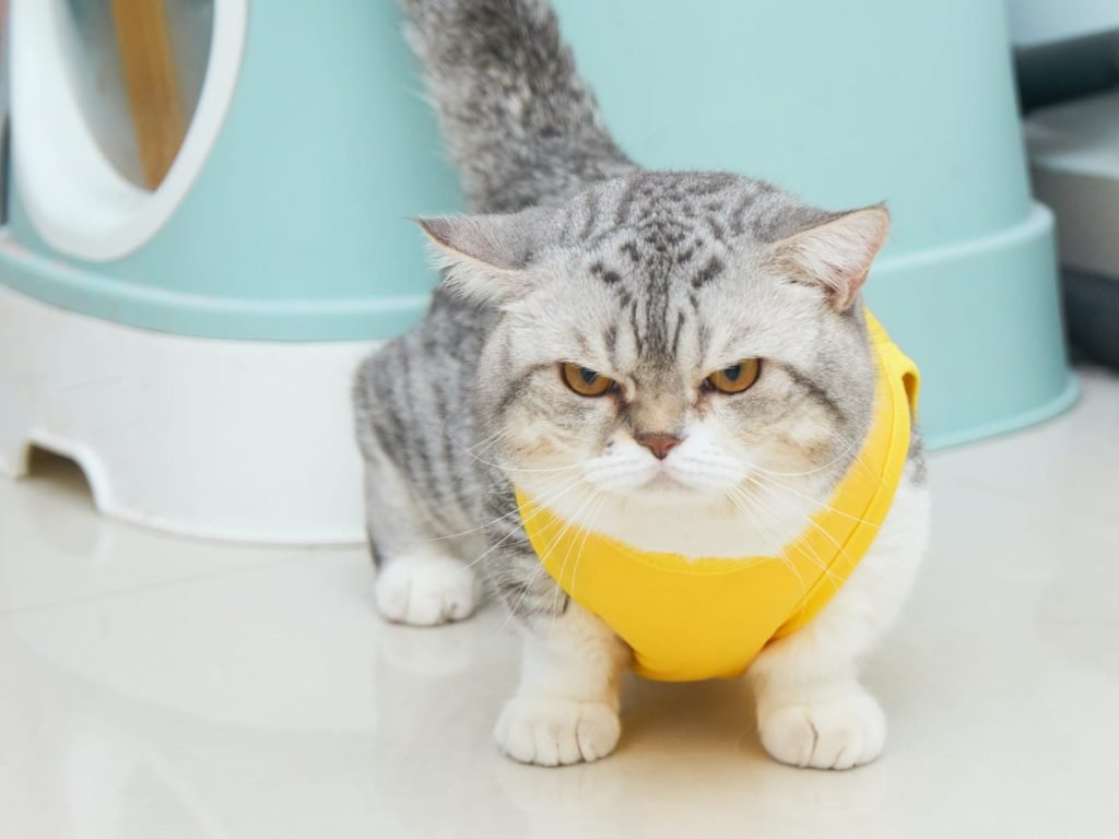 cat angry on owner