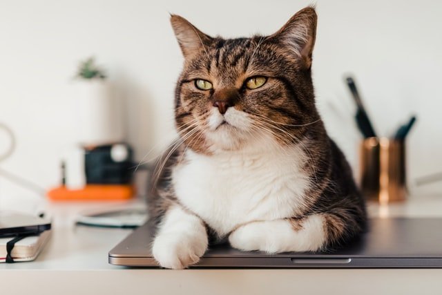 why do cat always sit on my laptop