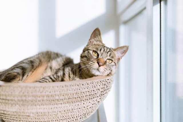 things cat doesn't like