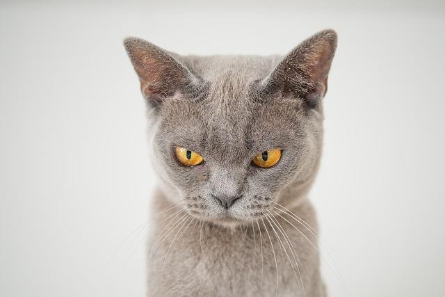 things cats hate