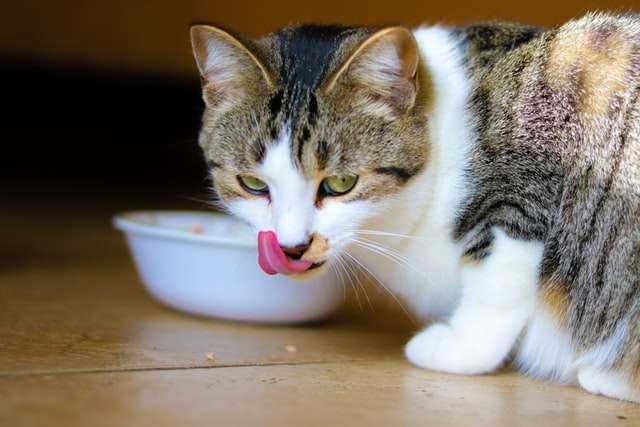when do kittens start eating food and drinking water?