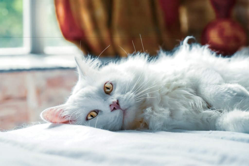 How Long Does Cat Fur Grow Back