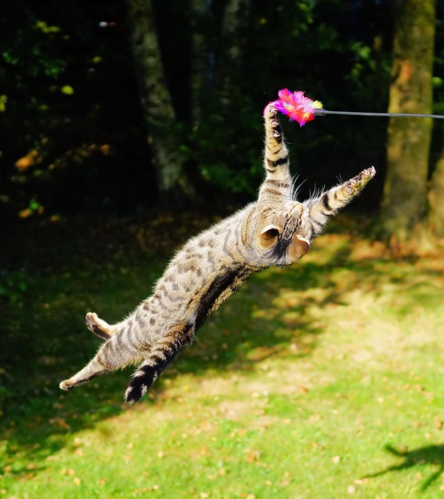 how much time do cats realy need for playing