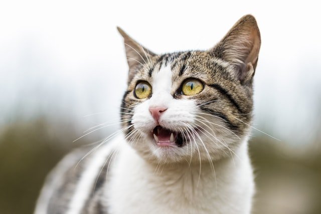 What To Do When A Cat Is choking?