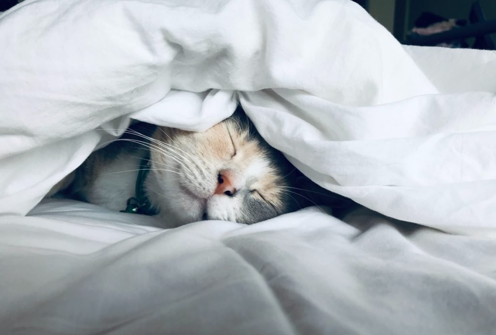 Why Do Cats Sleep At Your Feet In Bed?
