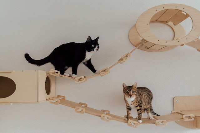 what does a cat needs to play