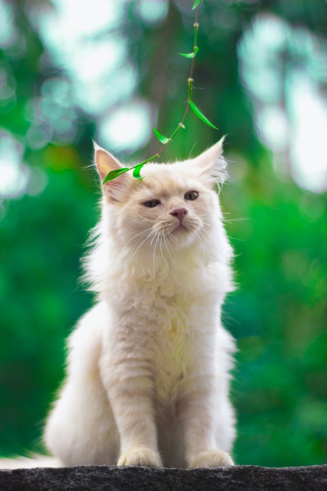 Do cats understand when we point at them?