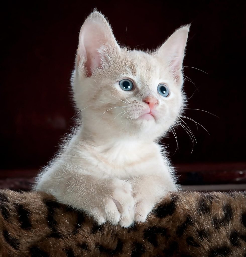 blue eyes cats