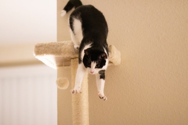 cat jump on my back