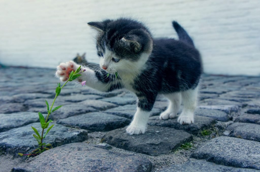 Do cats need their nails trimmed?