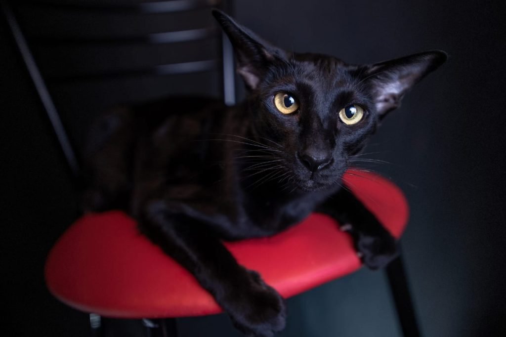 Cat Breeds With Slanted Eyes