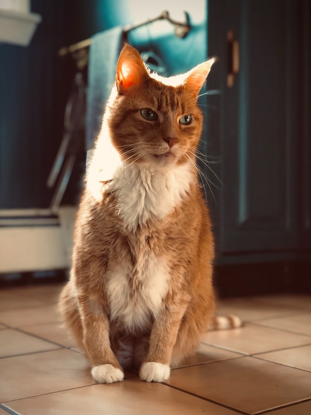 cats listening human language