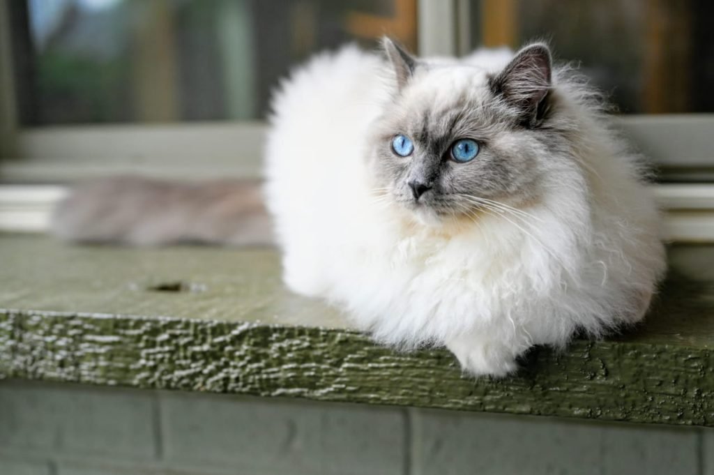 white fluffy cat