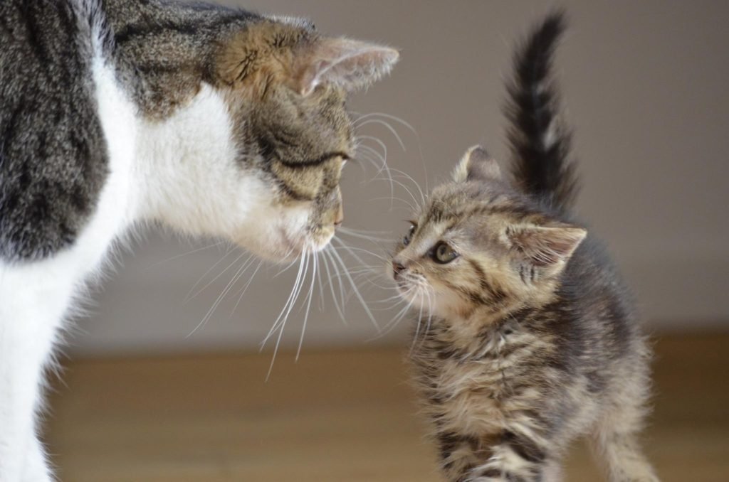big and small cat