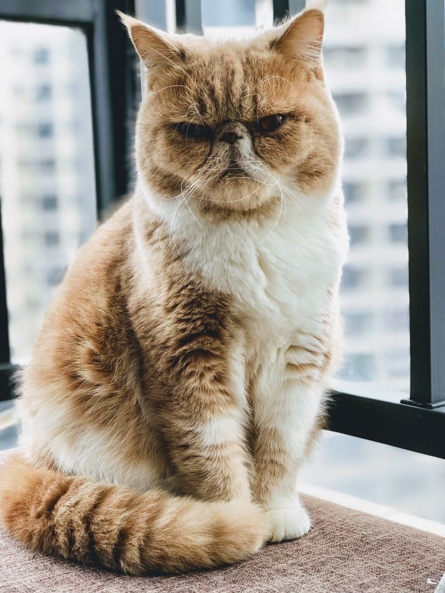 things cats doesn't like