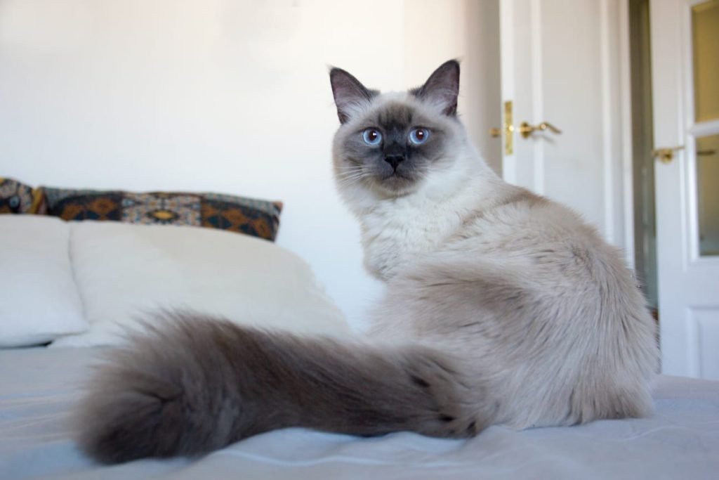 beautiful blue eye cat