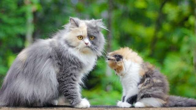how do cats talk to each other