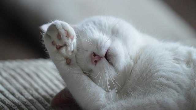 Do Cats Need Darkness To Sleep?