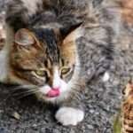 Is It Safe For Cats To Eat Insects?