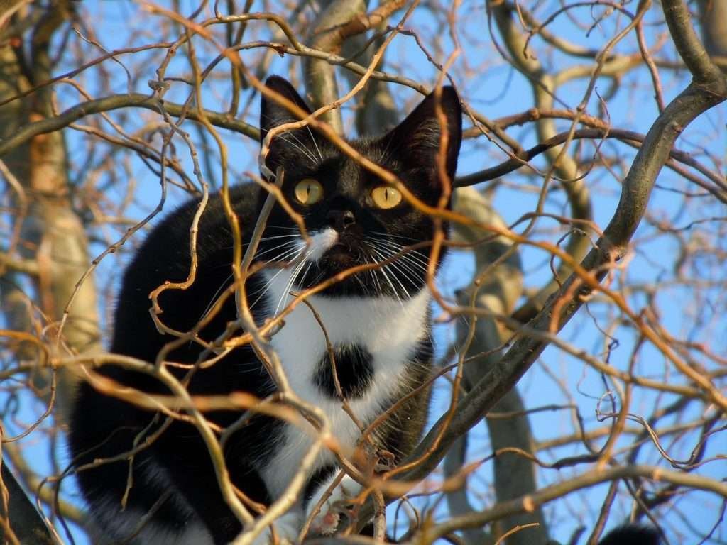 how do cats climb down trees