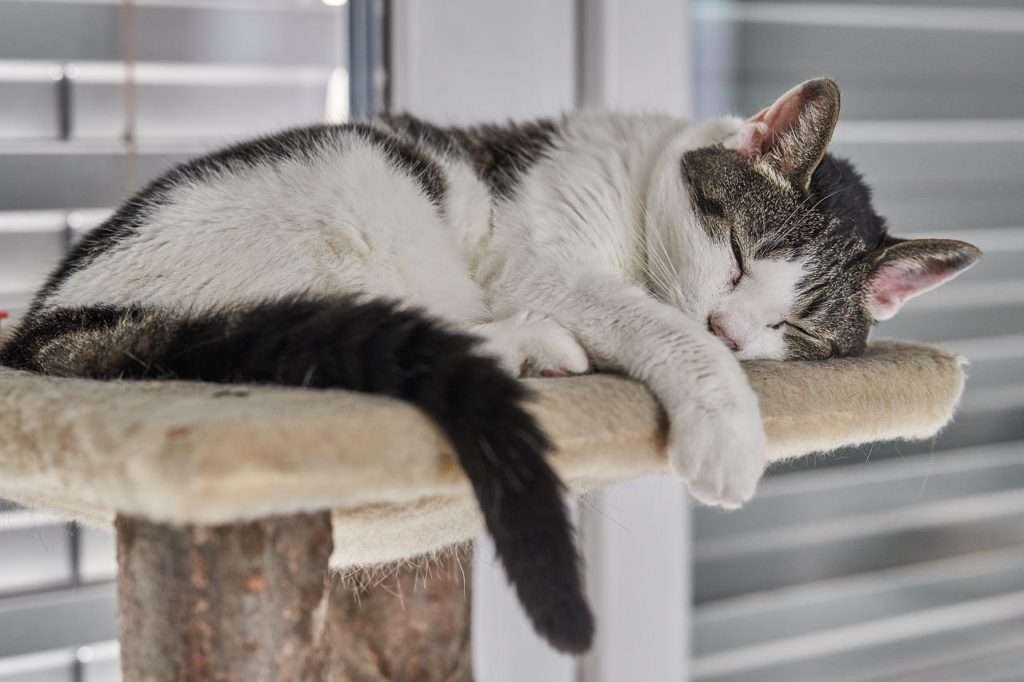 cat sleeping on high area