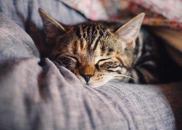 how long do cats sleep at night?