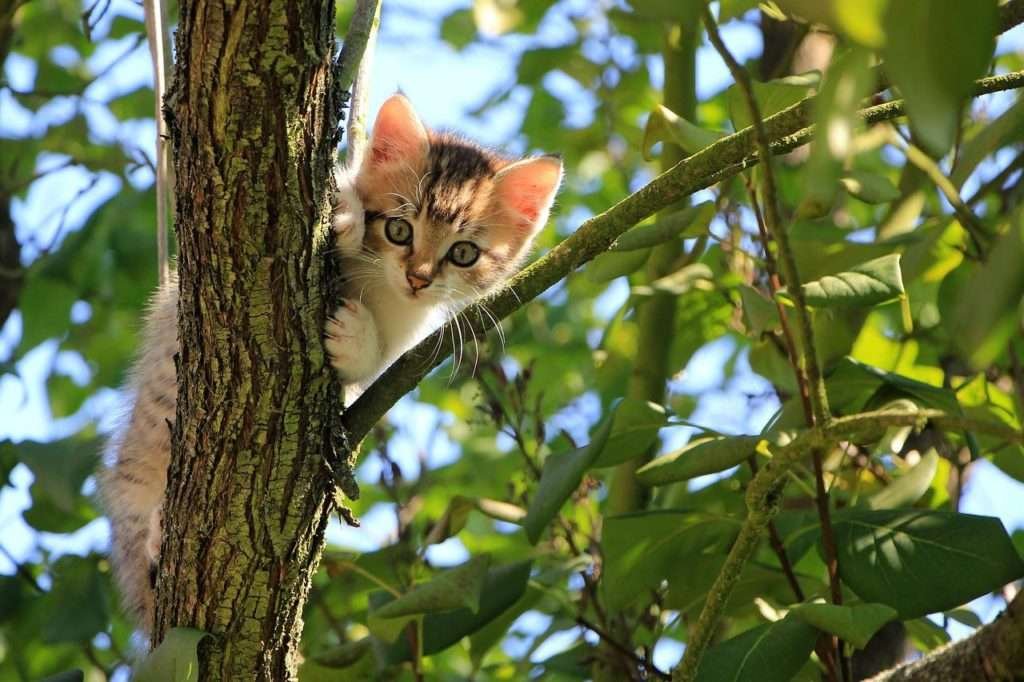 how do cats climb down tress