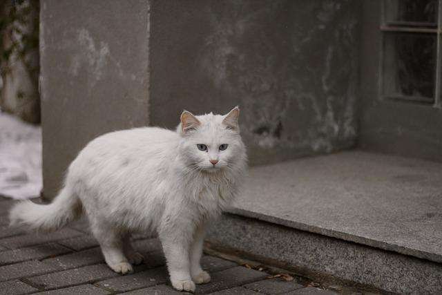 How do cats like cold