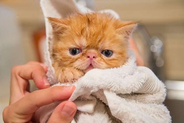 how to give cat a bath