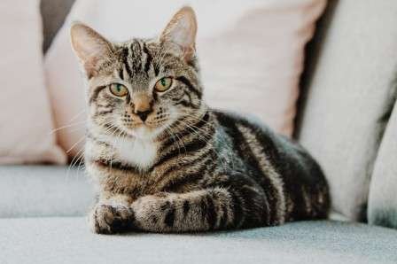 Does Cats Have Good Memory?