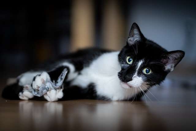 cat listening commands