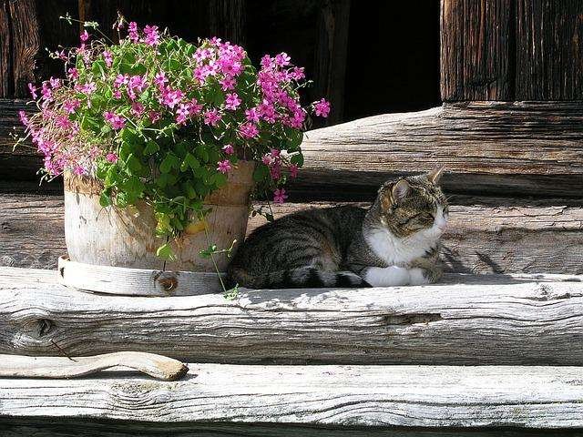 What Temperature Is Too Hot For Cats?