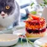 cat on table