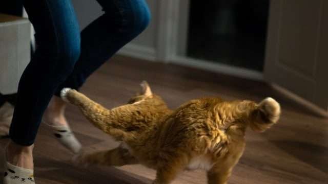 why does my cat jump on my back?