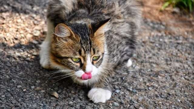 cat finding food