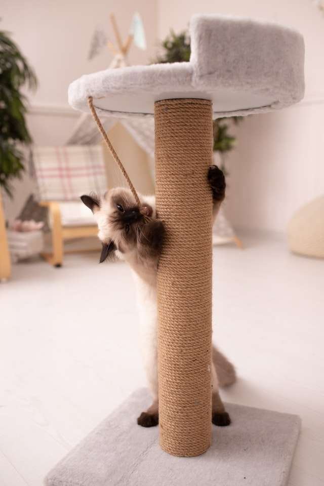 why does my cat adopt destructive behavior