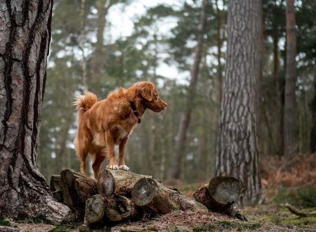 dog climbing tree