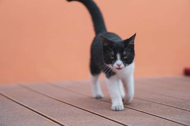 Why Do My Cat Keep Attacking me?