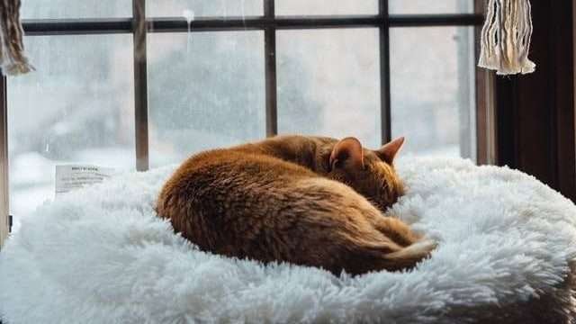 Why my cat get scared so easily?