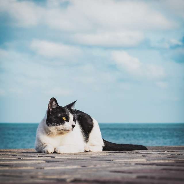 why do cats hate water